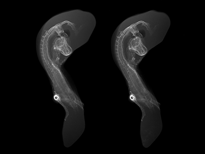 stage 16 chick embryo x-ray