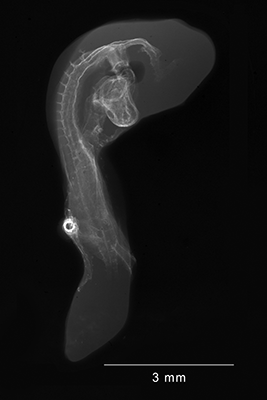 stage 16 chick embryo x-ray