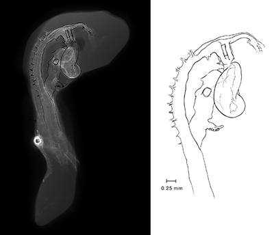 stage 35 chick embryo x-ray