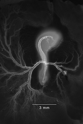 stage 16 chick embryo x-ray
