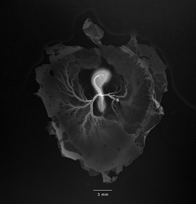 stage 16 chick embryo x-ray
