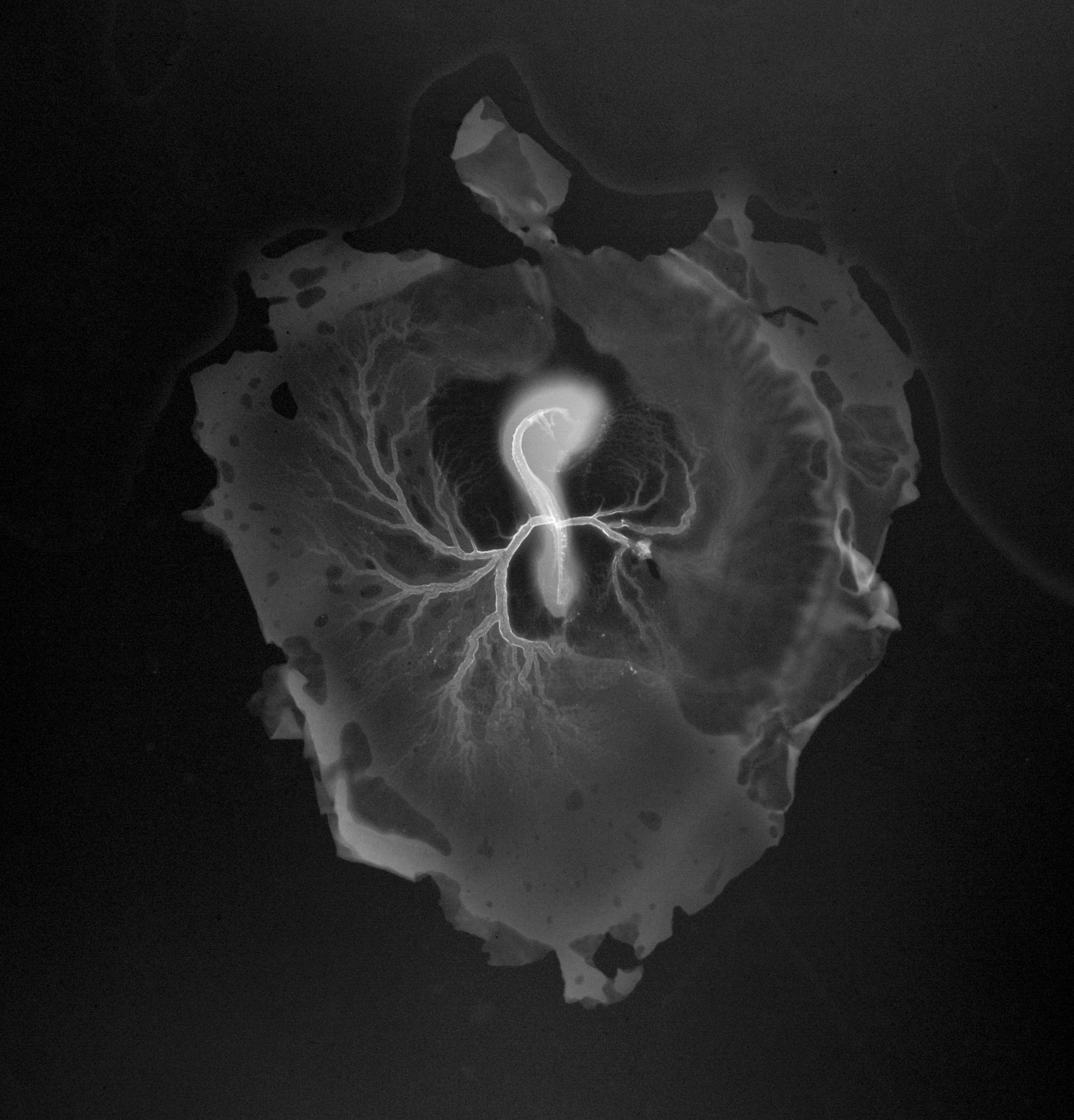 stage 16 chick embryo x-ray
