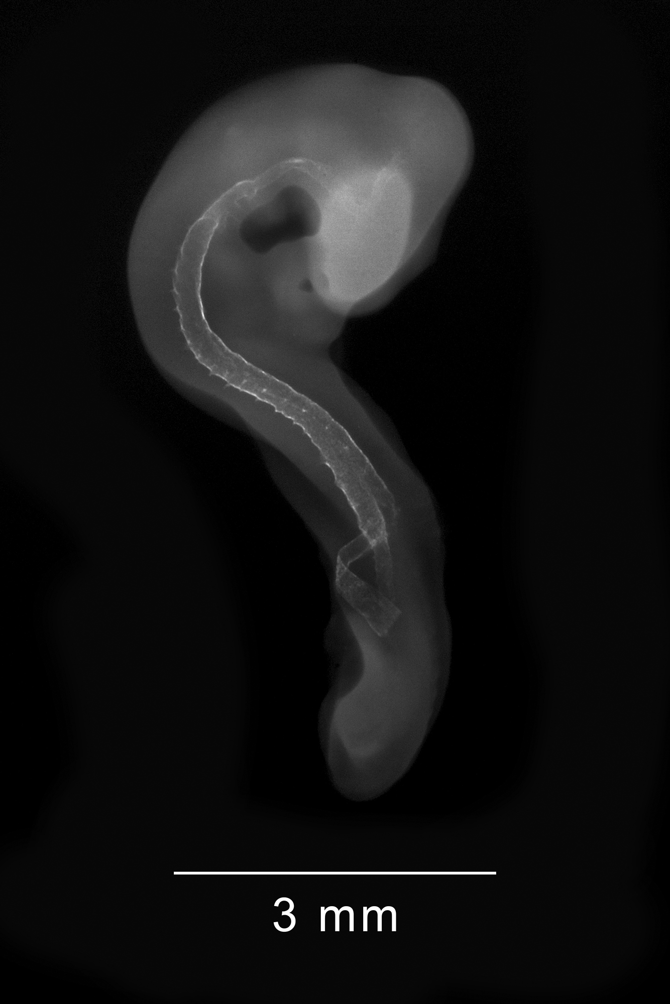 chick embryo x-ray