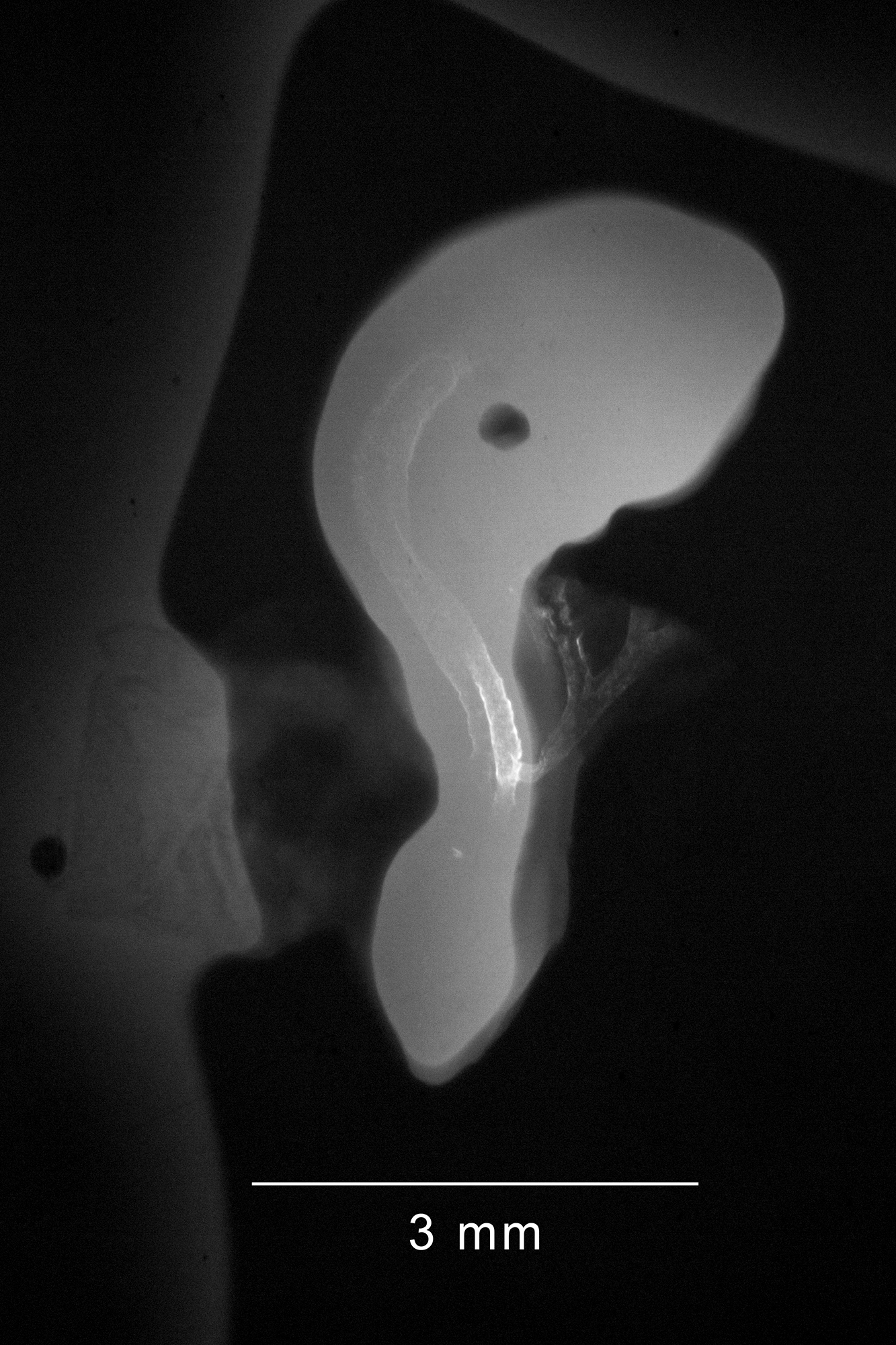 chick embryo x-ray