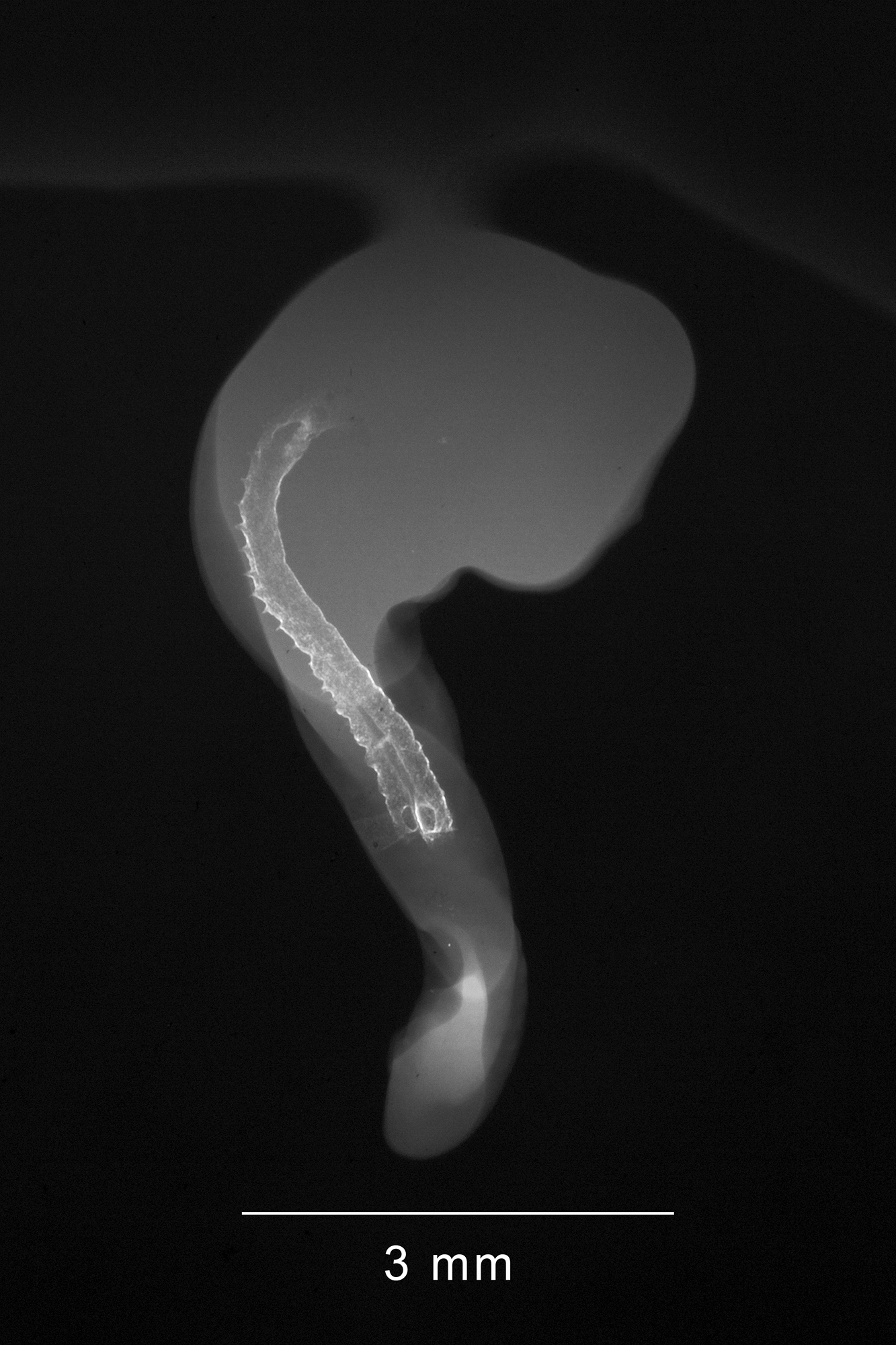 chick embryo x-ray