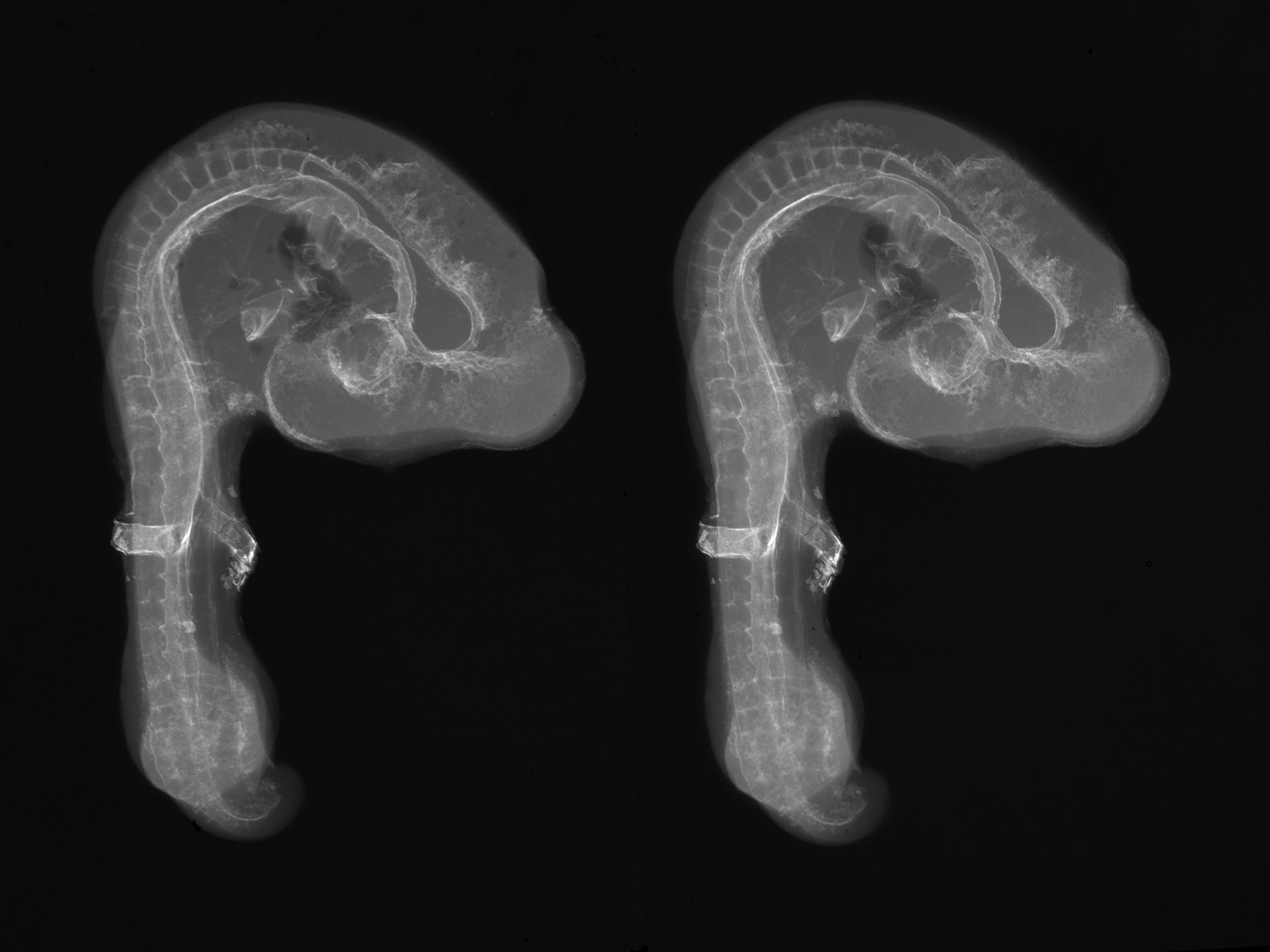 chick embryo x-ray