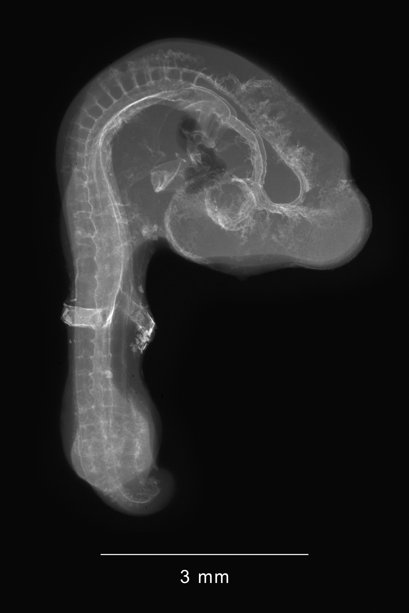 chick embryo x-ray
