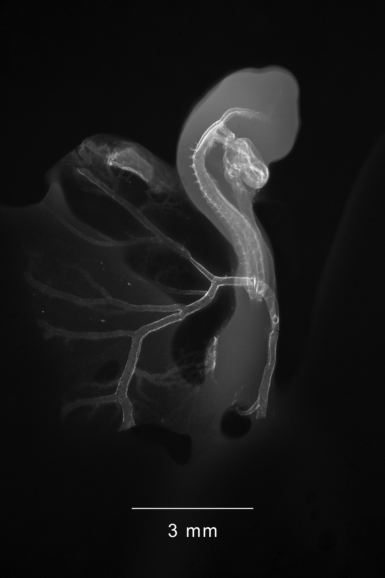 chick embryo x-ray