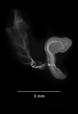 stage 18 chick embryo x-ray