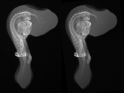 stage 18 chick embryo x-ray