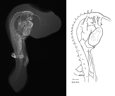 stage 35 chick embryo x-ray