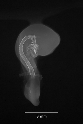 stage 18 chick embryo x-ray