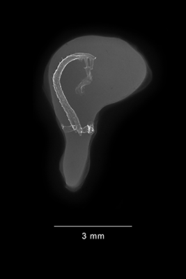 stage 18 chick embryo x-ray