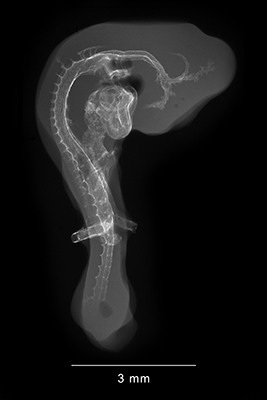 stage 19 chick embryo x-ray