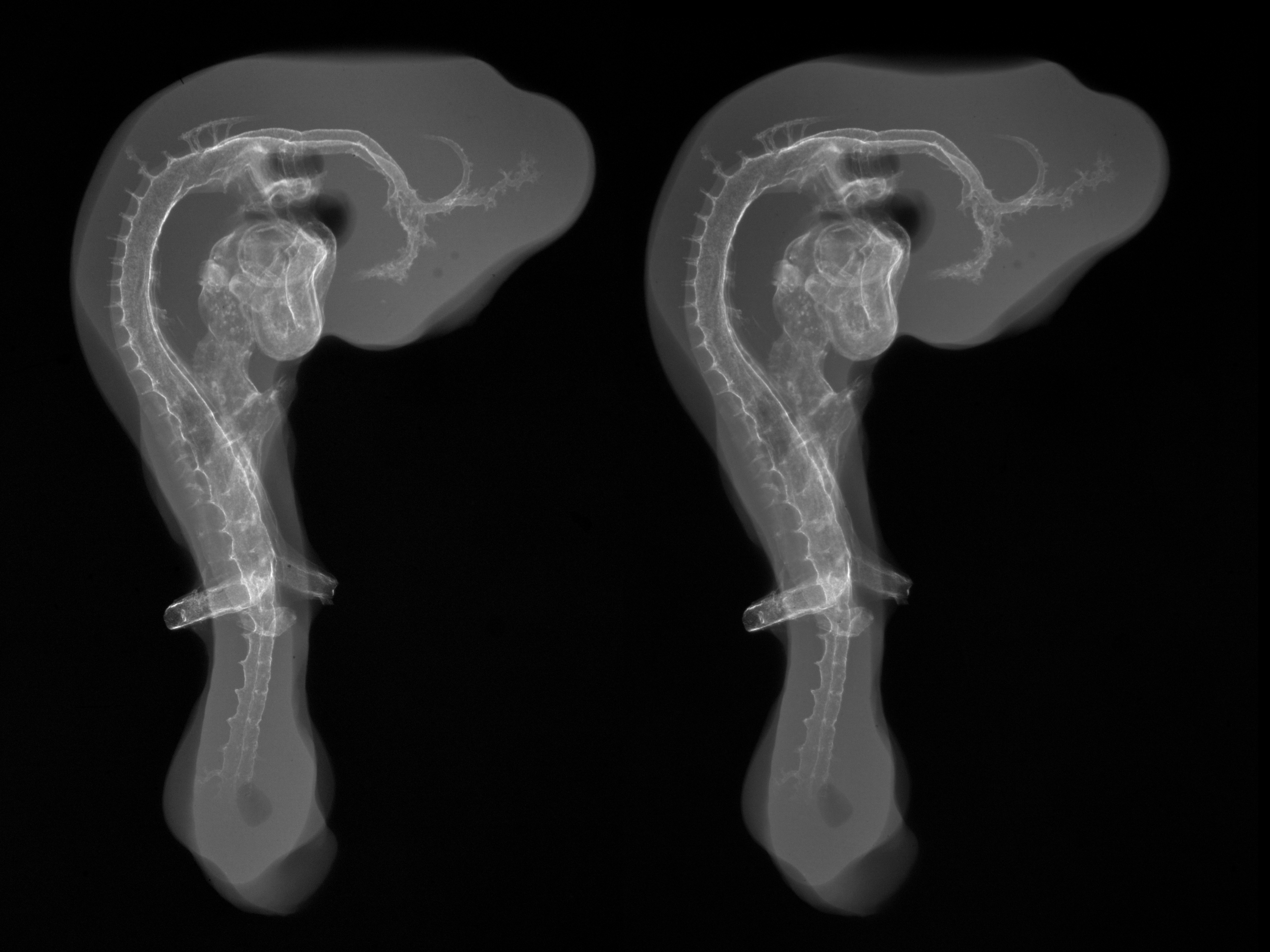 stage 19 chick embryo x-ray