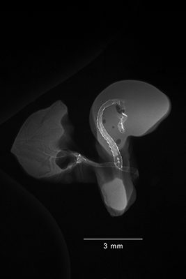 stage 19 chick embryo x-ray