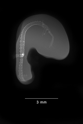 stage 19 chick embryo x-ray