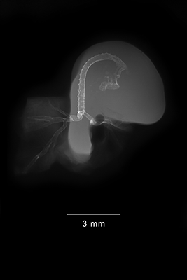 stage 19 chick embryo x-ray