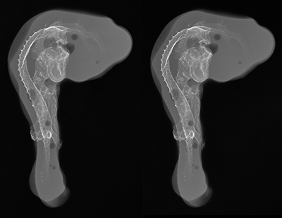 stage 20 chick embryo x-ray