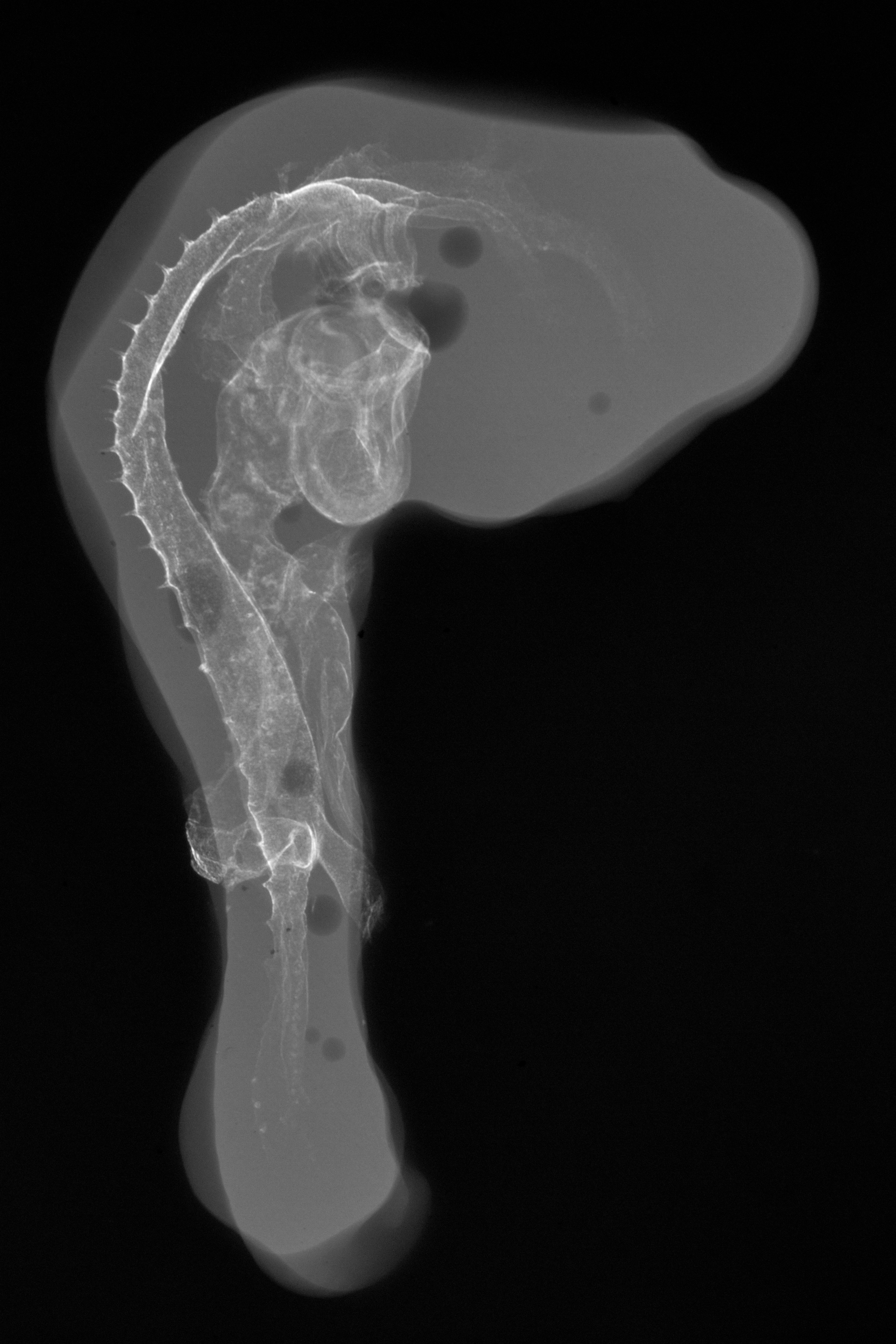 stage 20 chick embryo x-ray