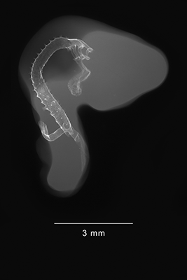 stage 20 chick embryo x-ray