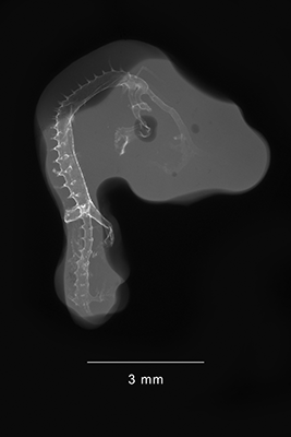 stage 20 chick embryo x-ray