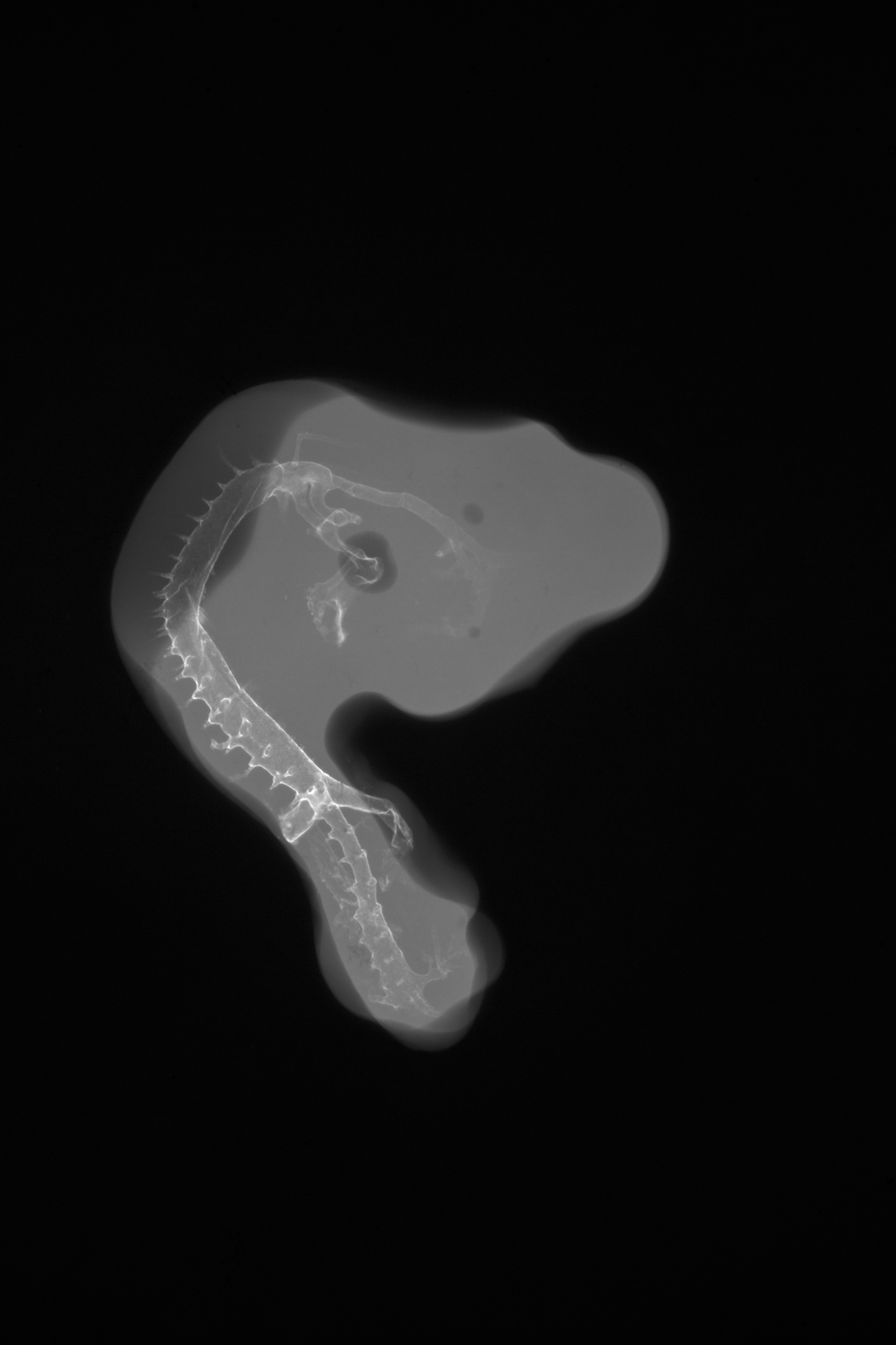 stage 20 chick embryo x-ray