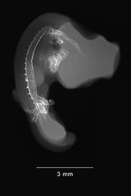 stage 21 chick embryo x-ray