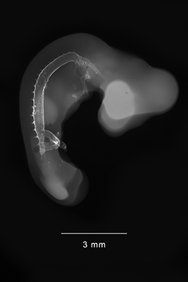 stage 21 chick embryo x-ray