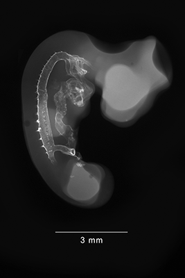 stage 21 chick embryo x-ray