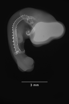 stage 21 chick embryo x-ray