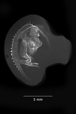stage 22 chick embryo x-ray
