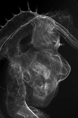 stage 22 chick embryo x-ray