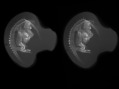 stage 22 chick embryo x-ray