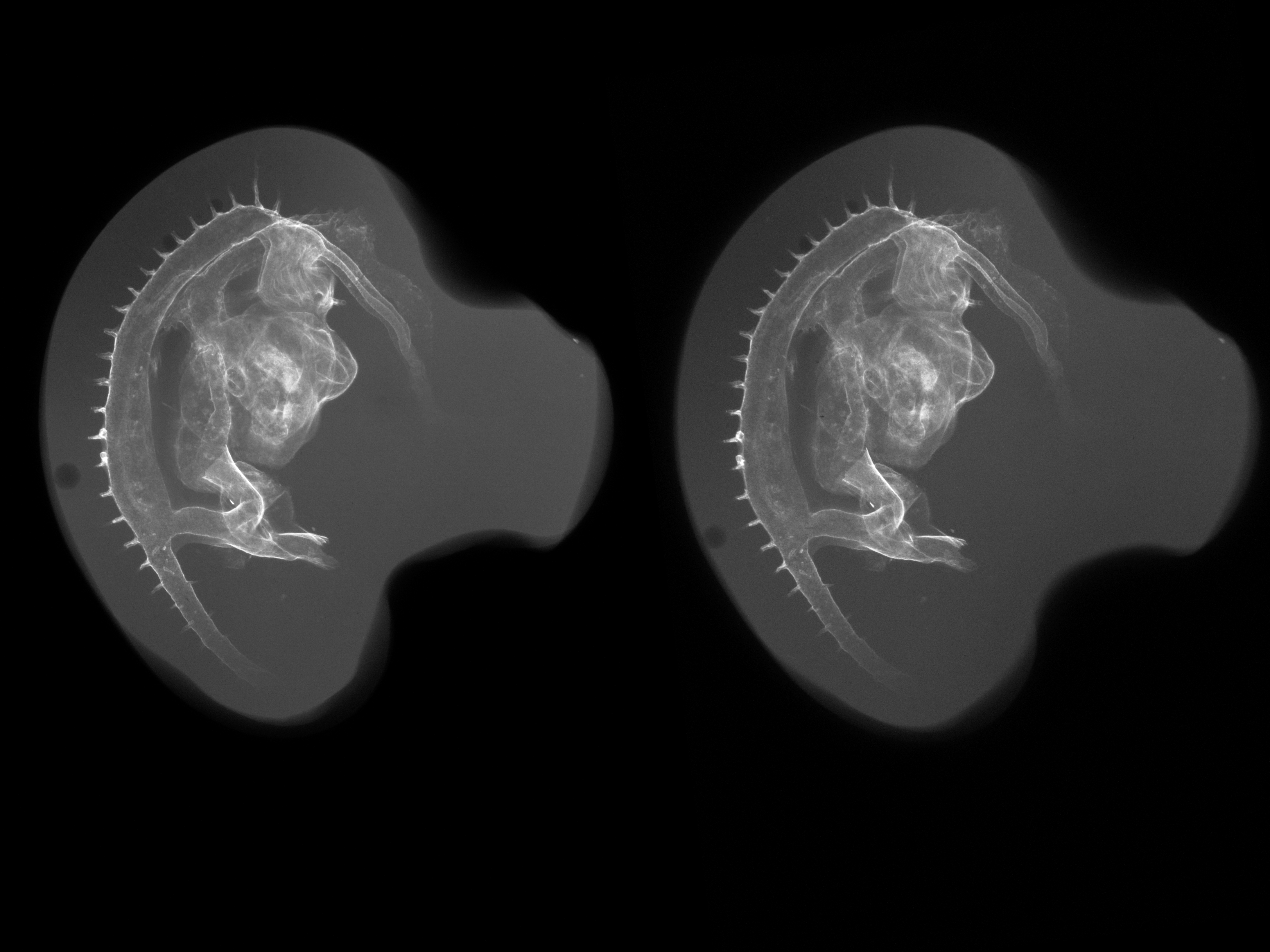 stage 22 chick embryo x-ray