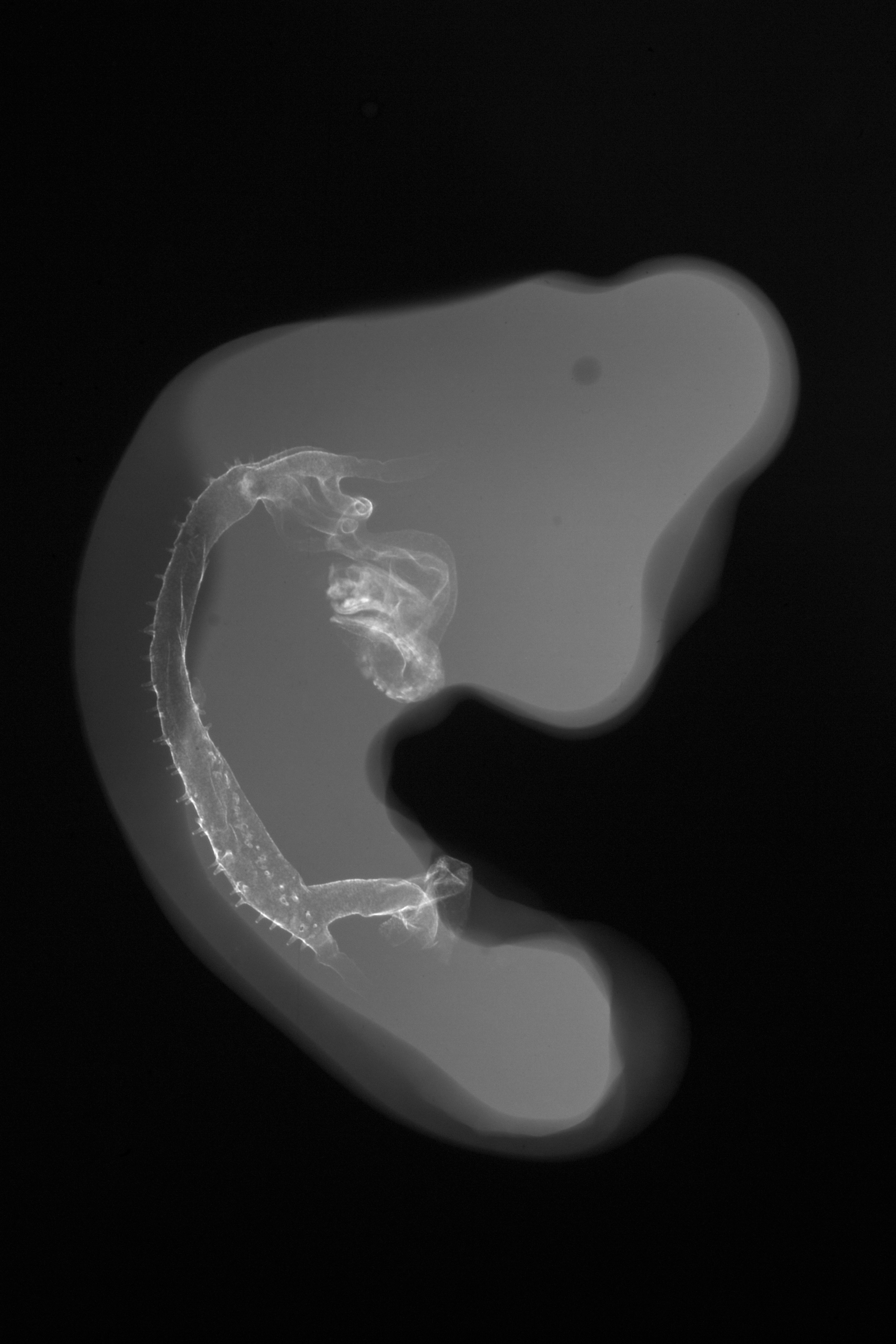 stage 22 chick embryo x-ray