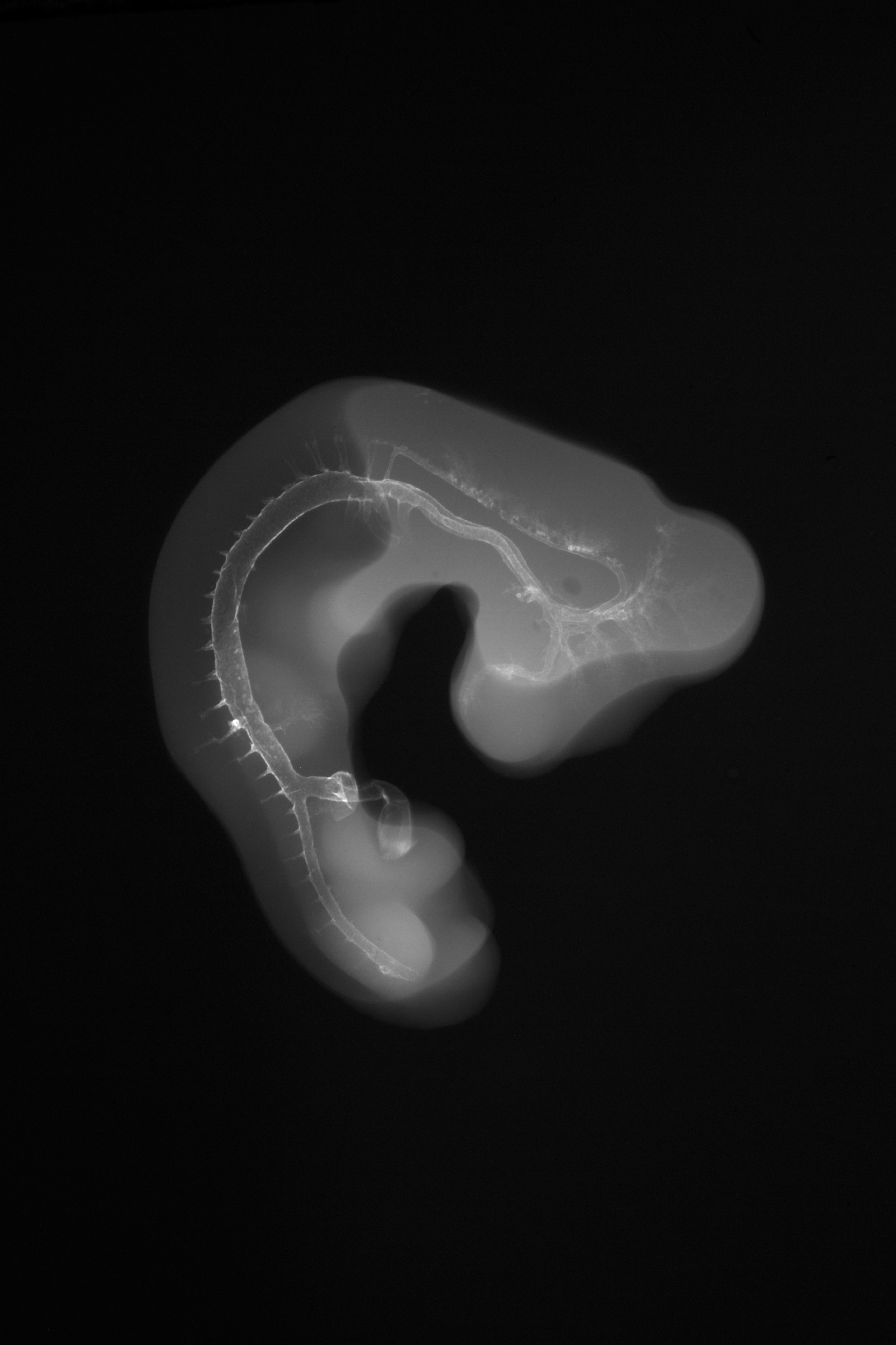 stage 23 chick embryo x-ray