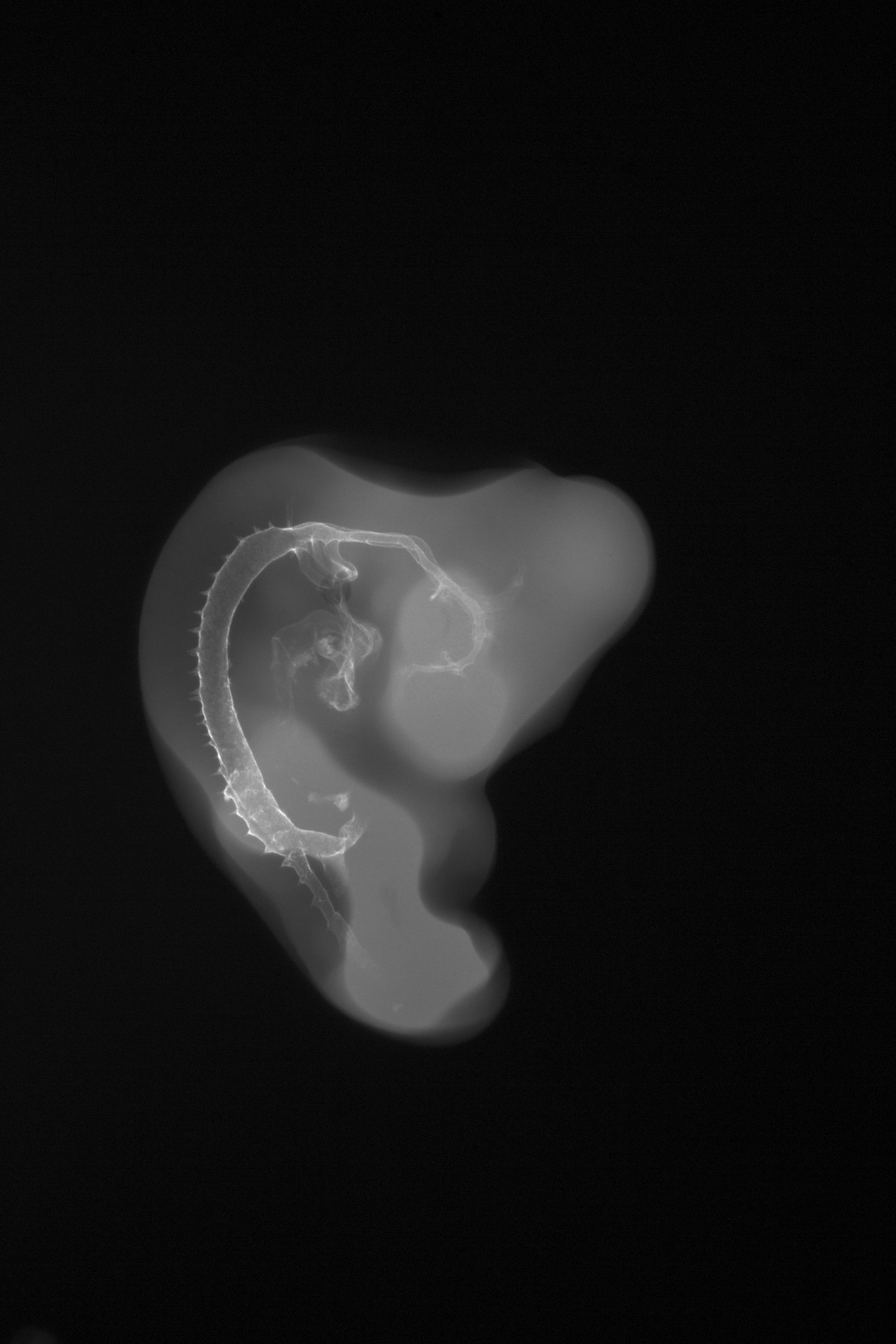 stage 23 chick embryo x-ray