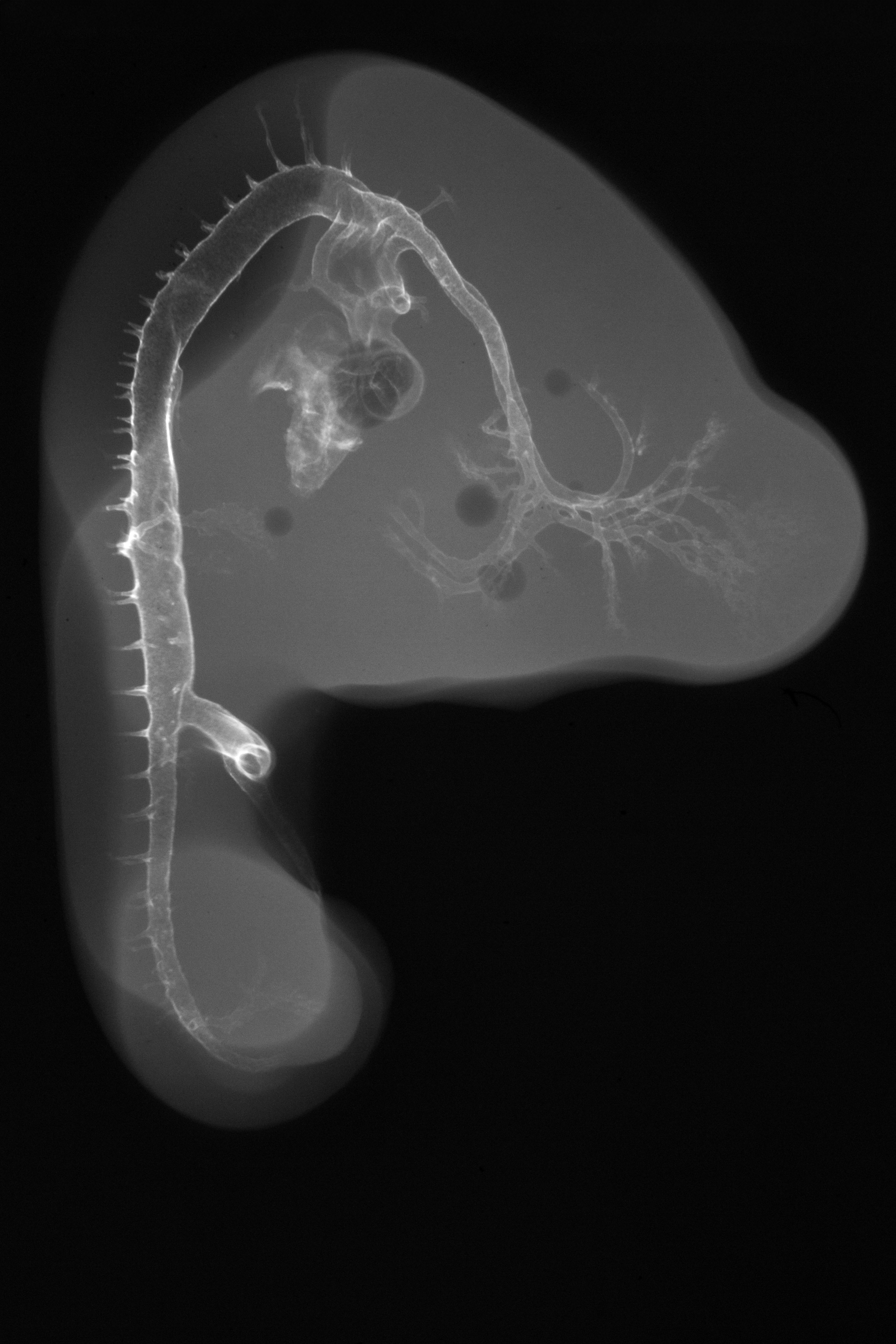 stage 23 chick embryo x-ray
