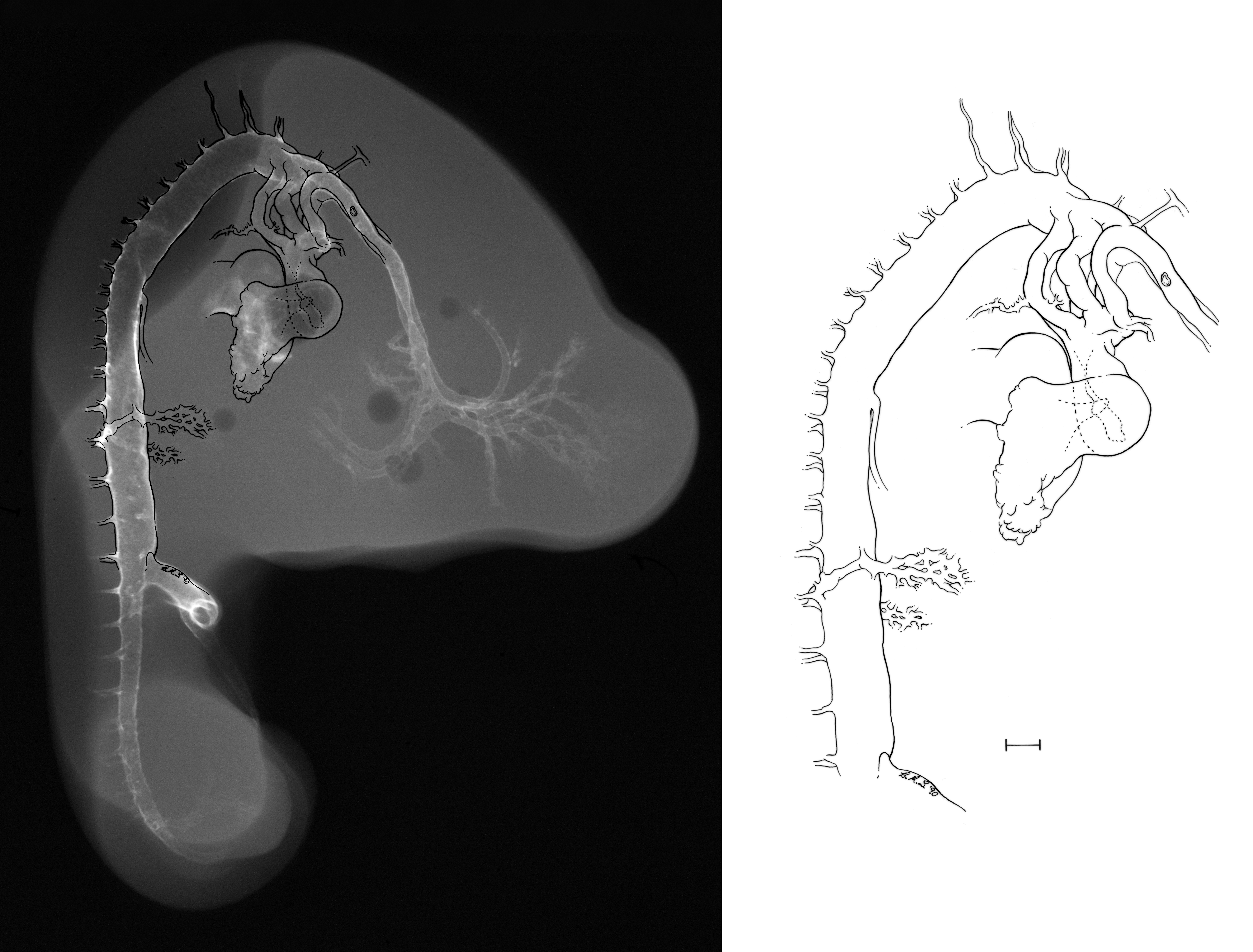 stage 35 chick embryo x-ray