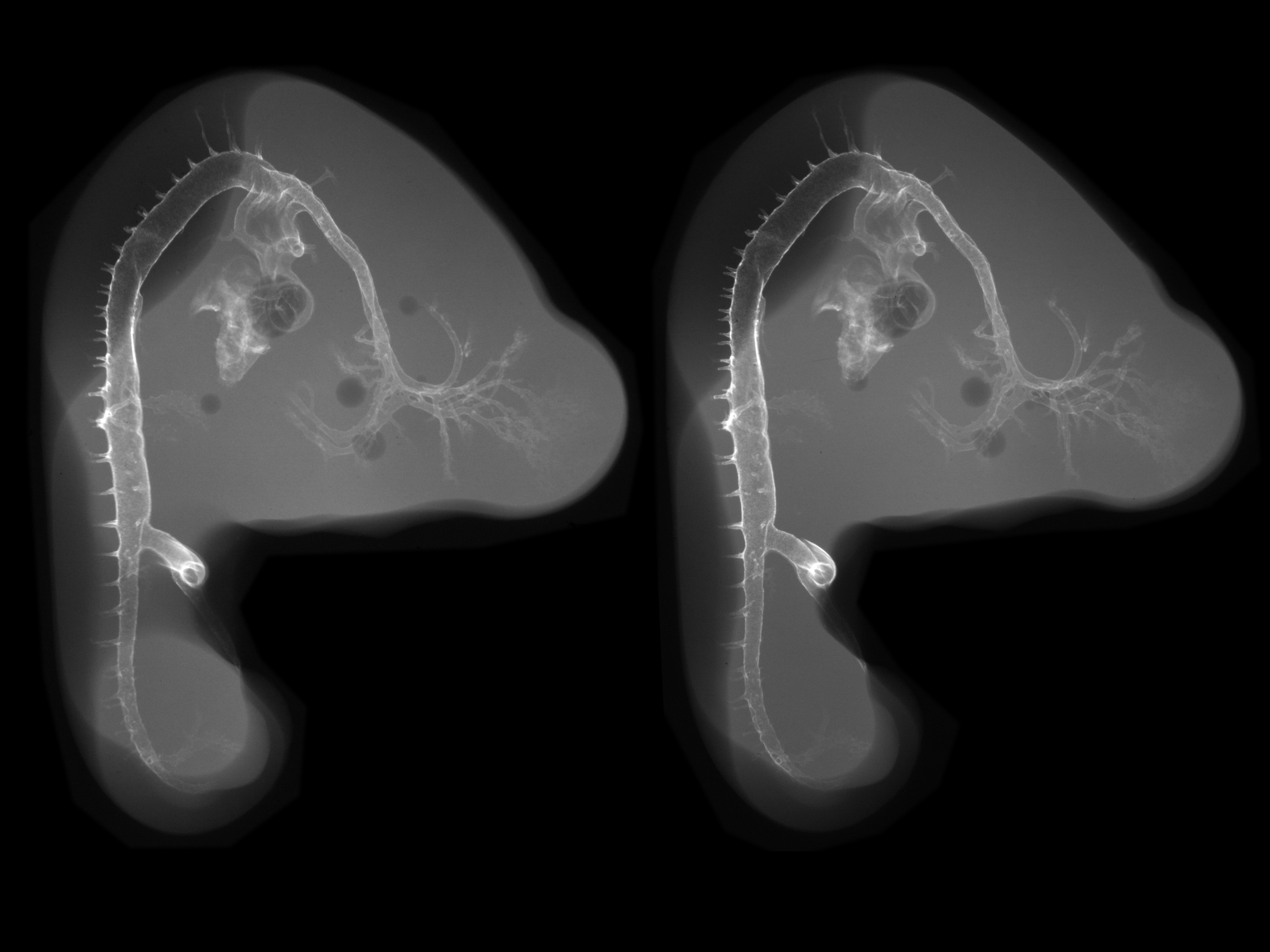 stage 23 chick embryo x-ray