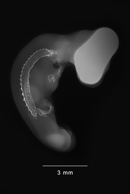 stage 23 chick embryo x-ray