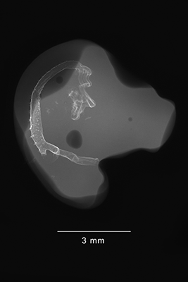 stage 23 chick embryo x-ray