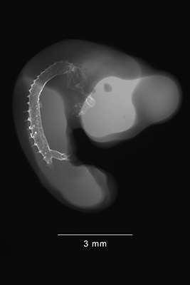 stage 23 chick embryo x-ray