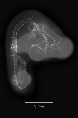 stage 24 chick embryo x-ray