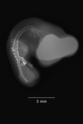 stage 24 chick embryo x-ray
