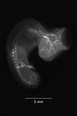 stage 24 chick embryo x-ray