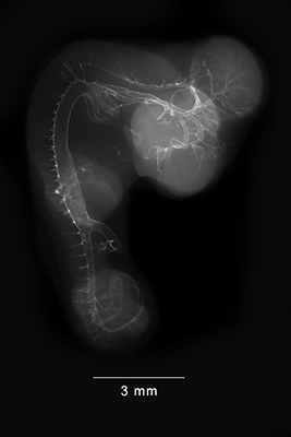stage 25 chick embryo x-ray