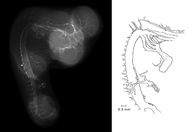 stage 35 chick embryo x-ray