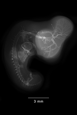 stage 26 chick embryo x-ray